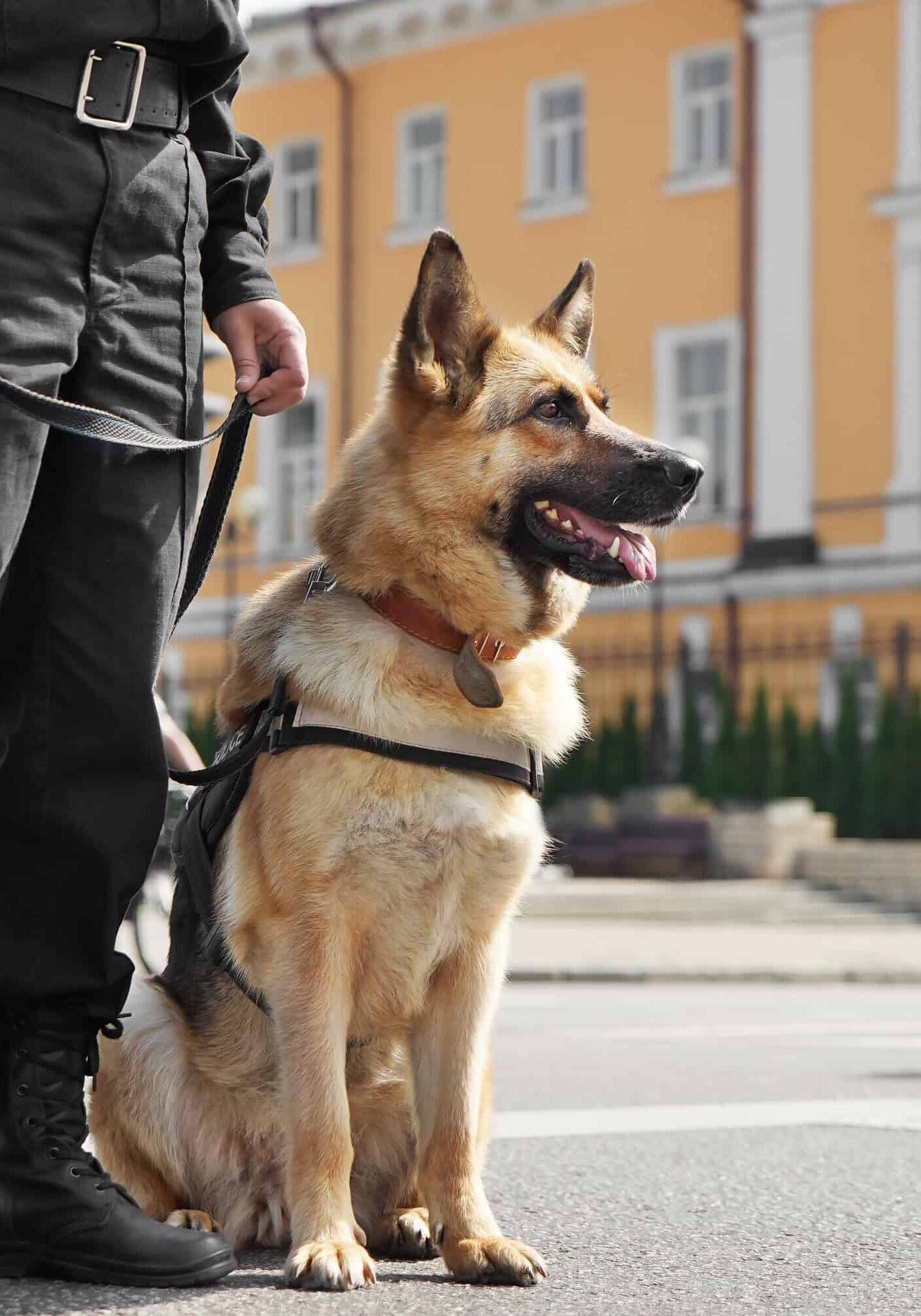 Smart police dog sitting outdoors